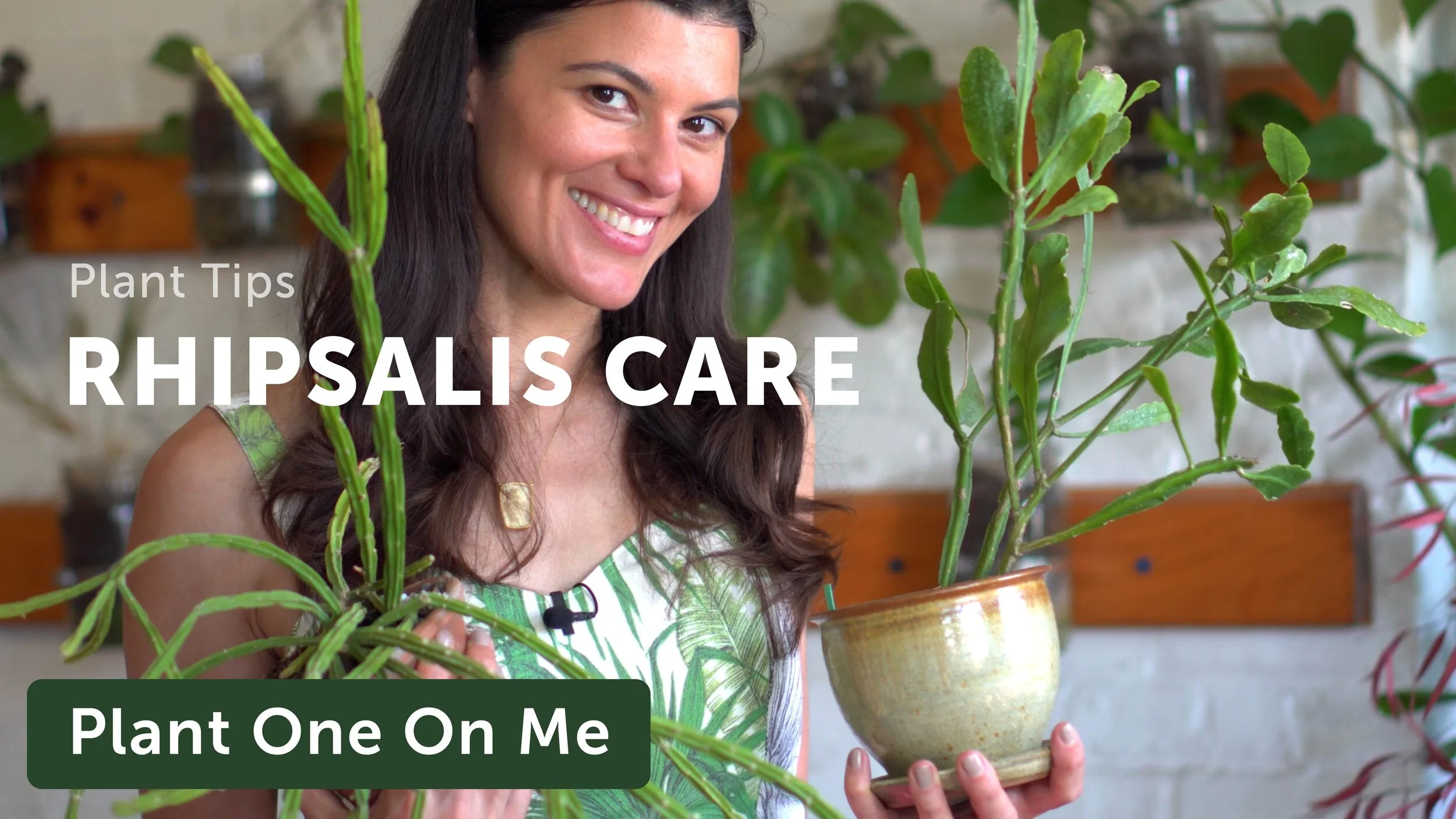Rhipsalis Care and Propagation — Episode 128