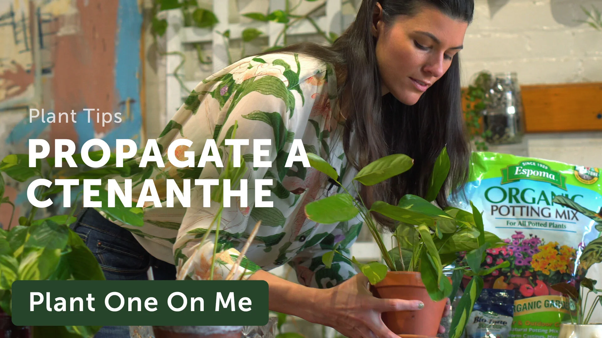Propagate Your Prayer Plant (Ctenanthe) — Episode 150