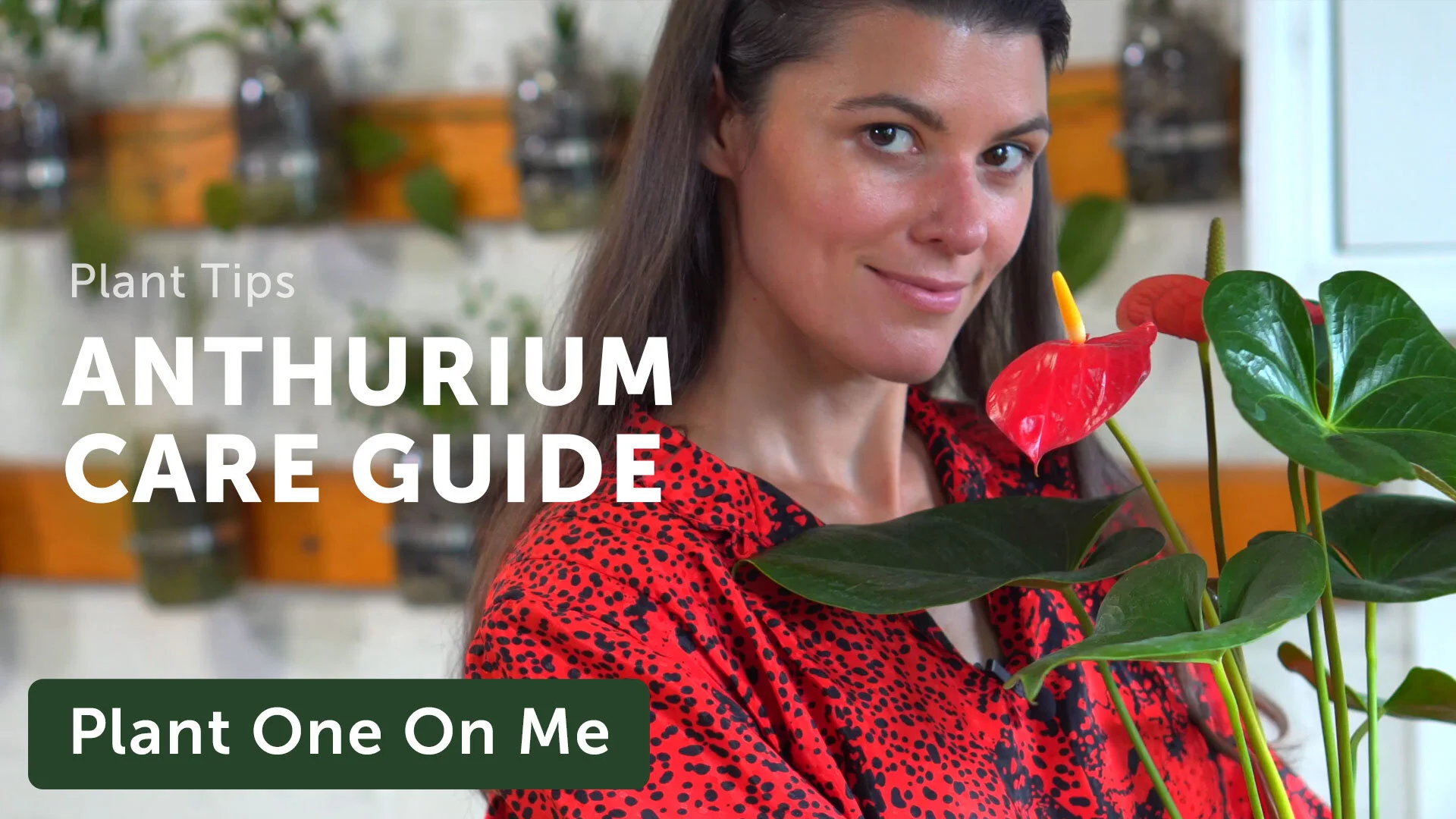 Ultimate Anthurium Care Guide — Episode 195