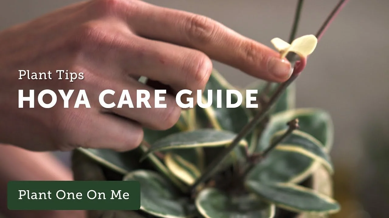 Hoya Care Guide